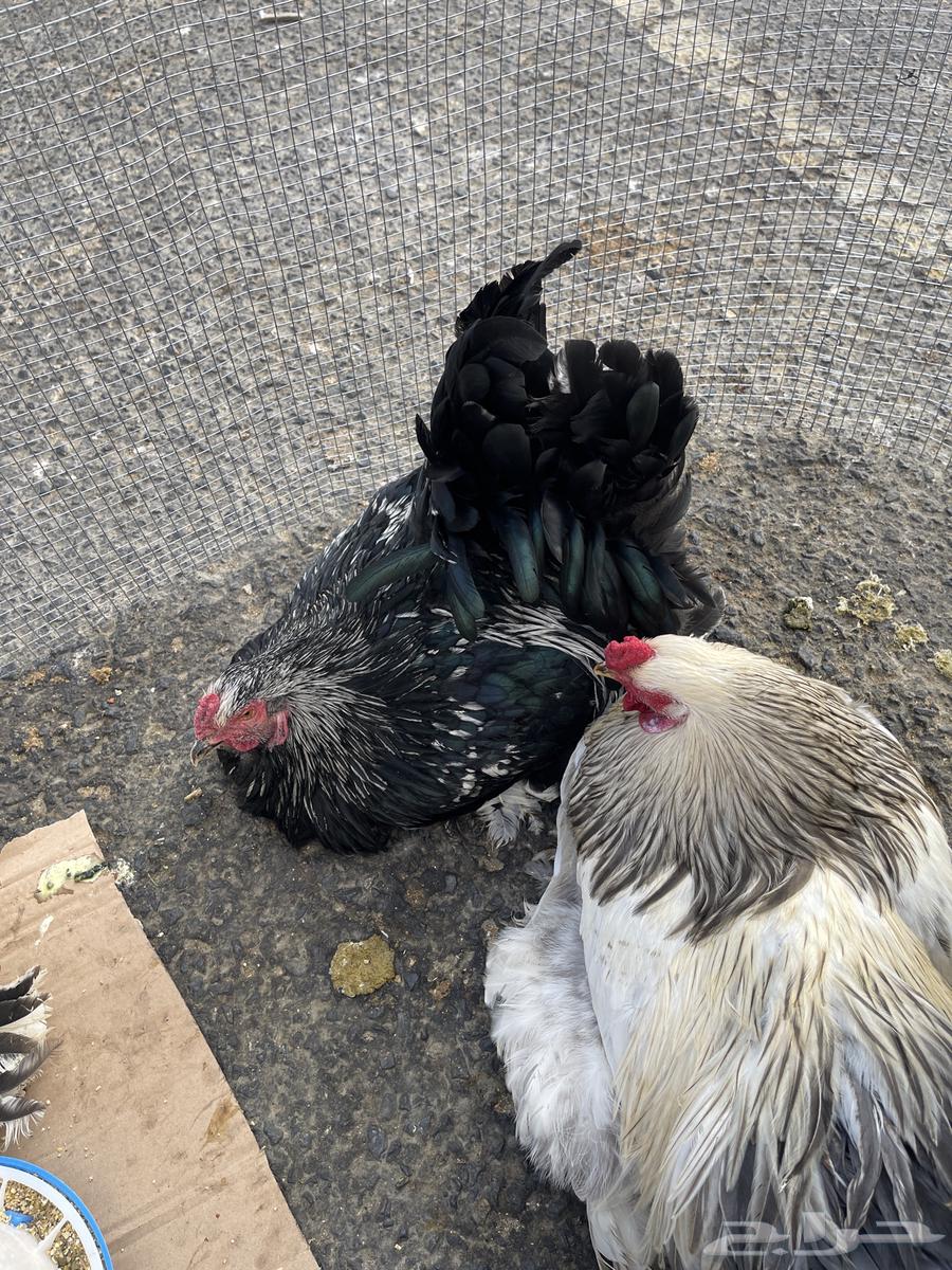 Brahma chicken, a pure and luxurious breed63255771331457112