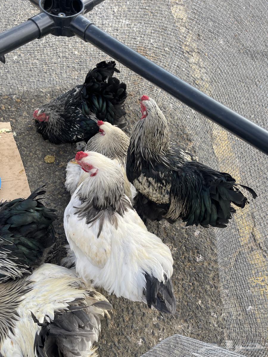 Brahma chicken, a pure and luxurious breed63255771331457113