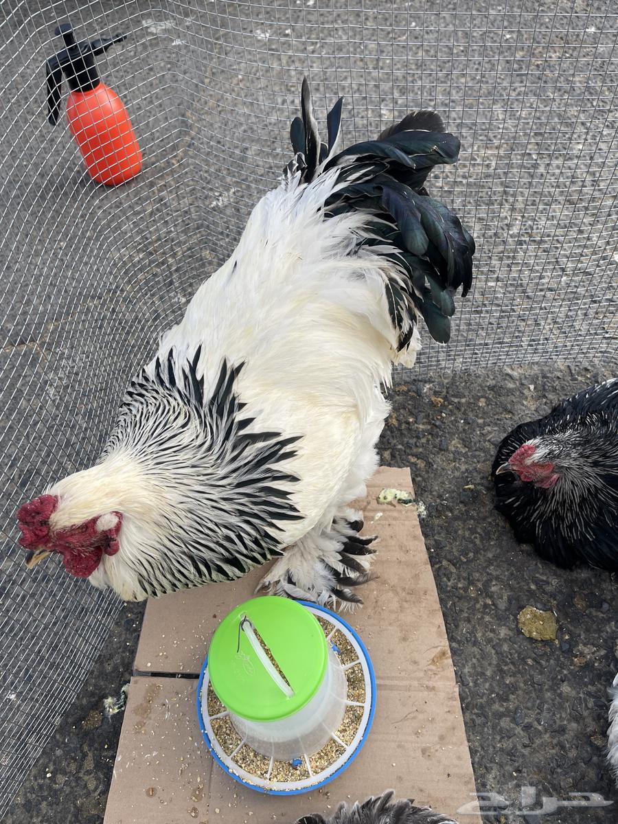 Brahma chicken, a pure and luxurious breed63255771331457111