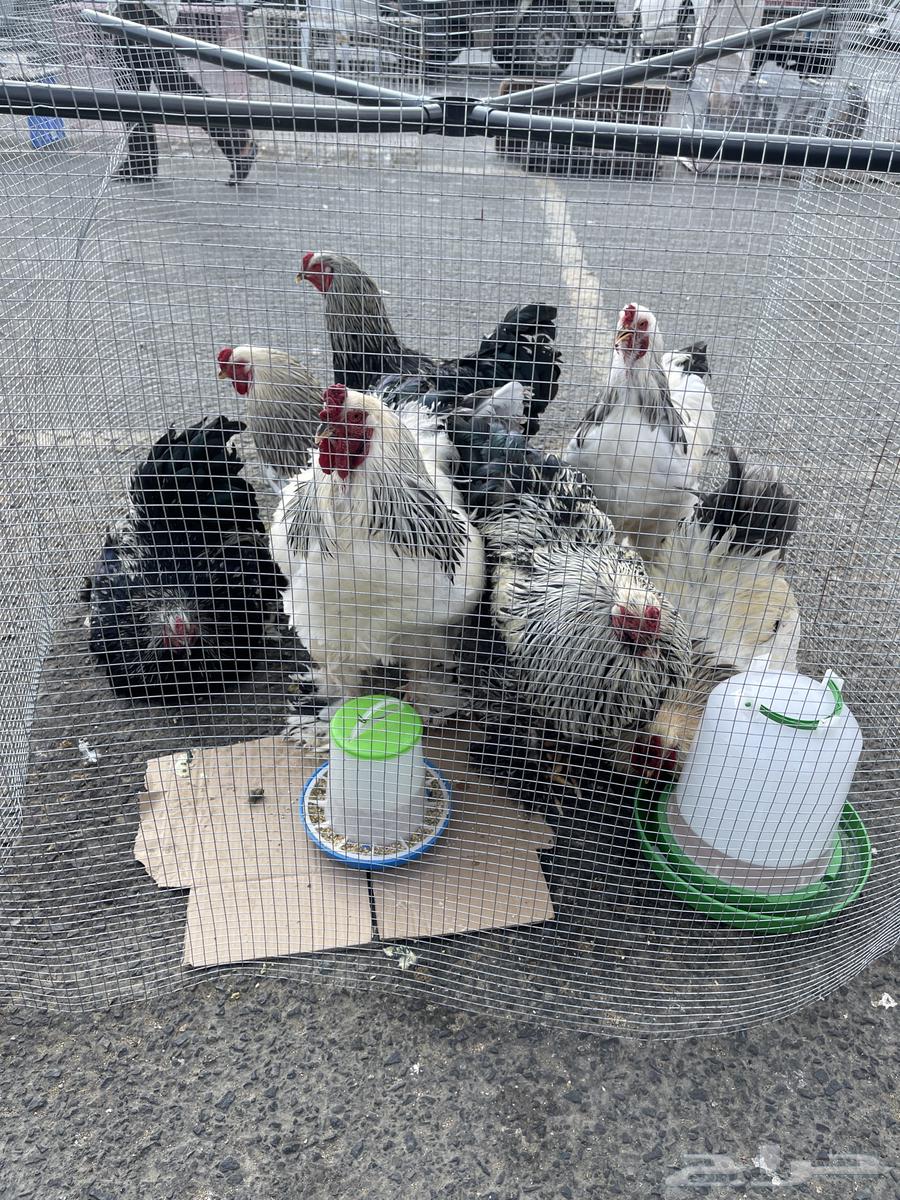 Brahma chicken, a pure and luxurious breed63255771331457111