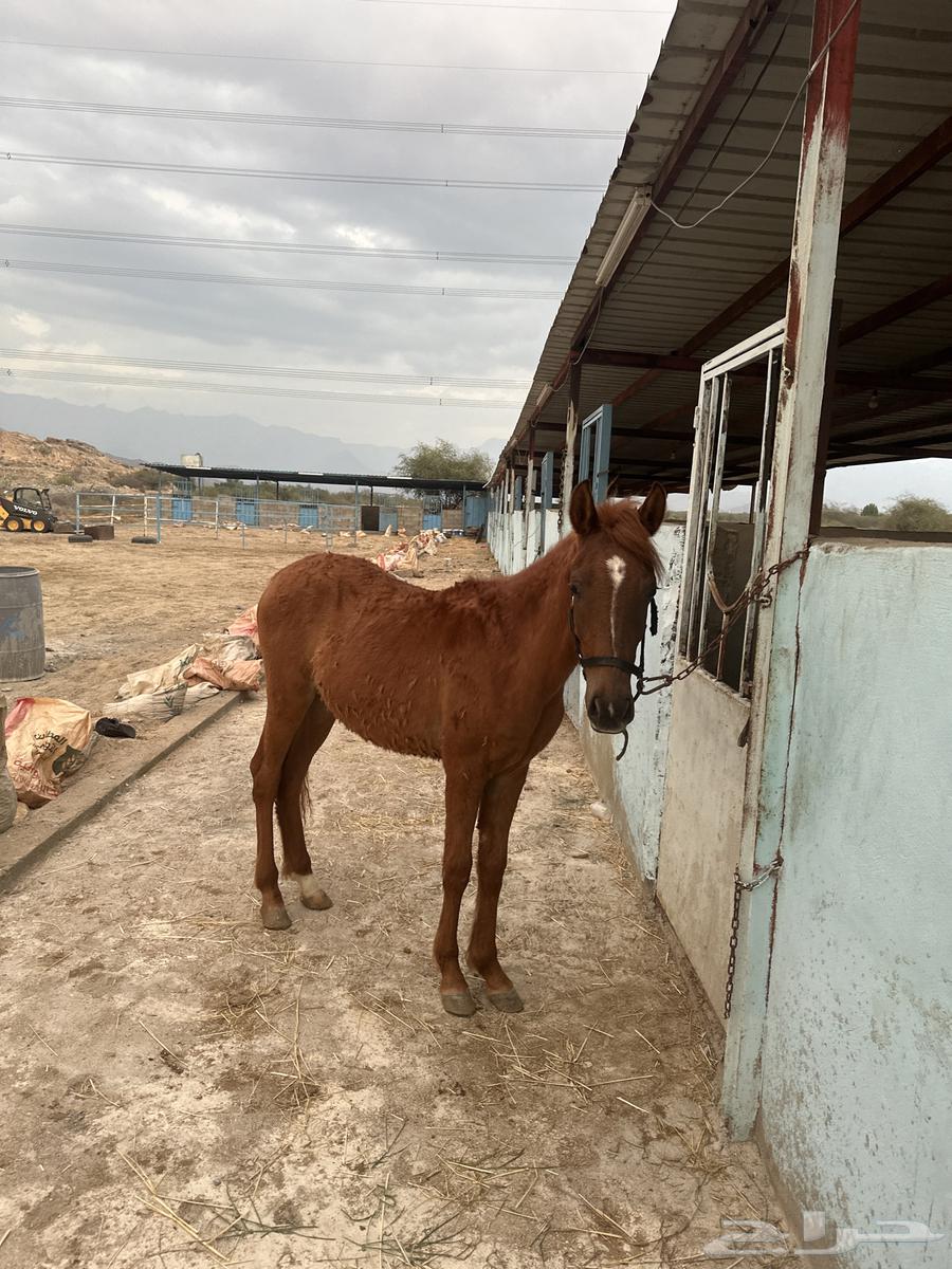 Moon Boni Sepoq for sale, condition is safety.632557786080021116