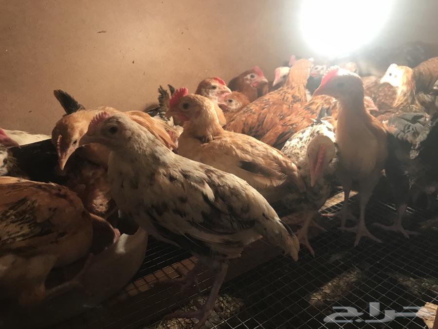 ديوك بلدي ومشاريك632578473363221127