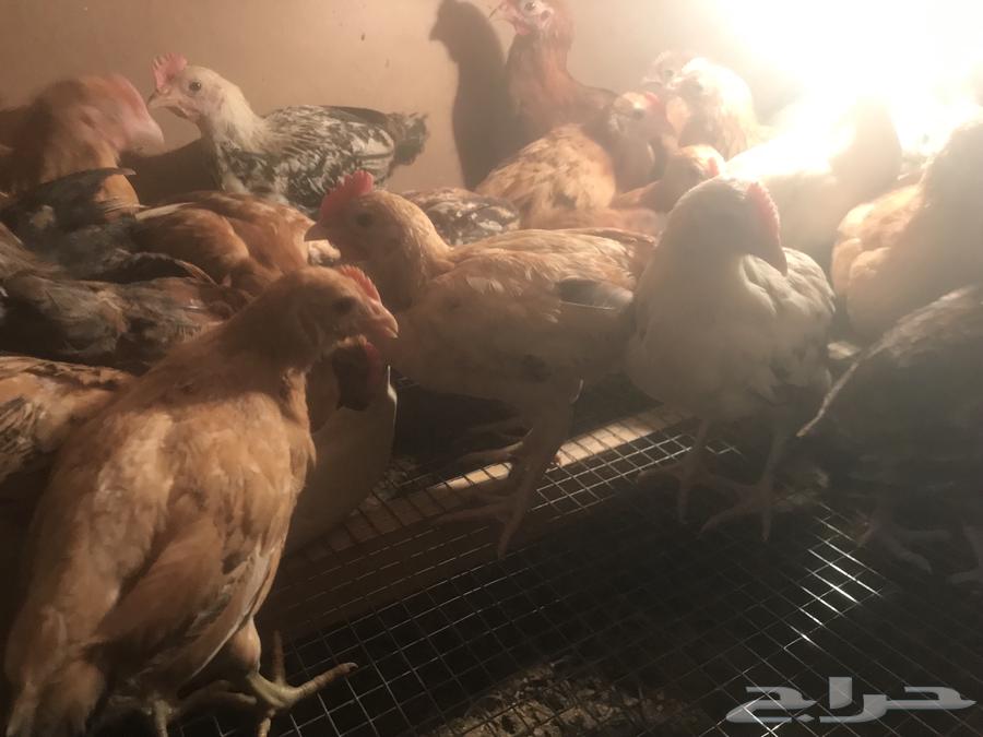 ديوك بلدي ومشاريك63257847336322111