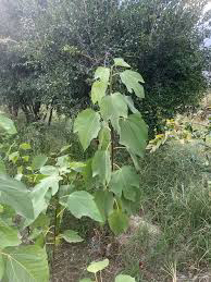 Seedlings of Hammath63256844507650118