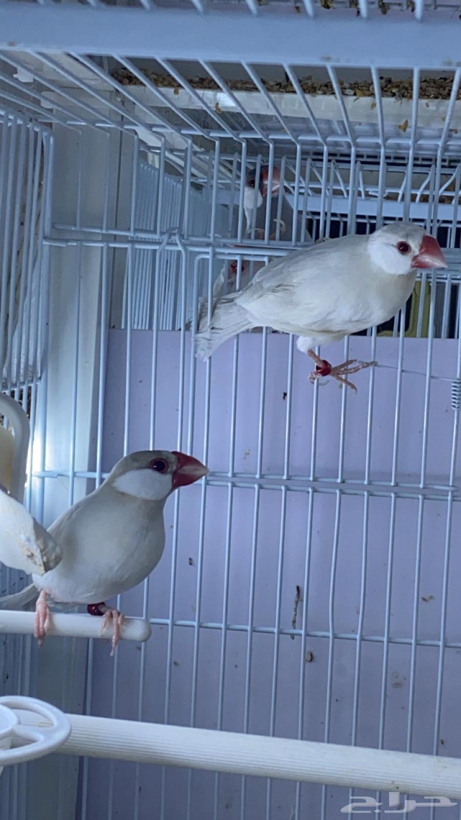 For sale, Dale walnut with red eyes63254205641857111