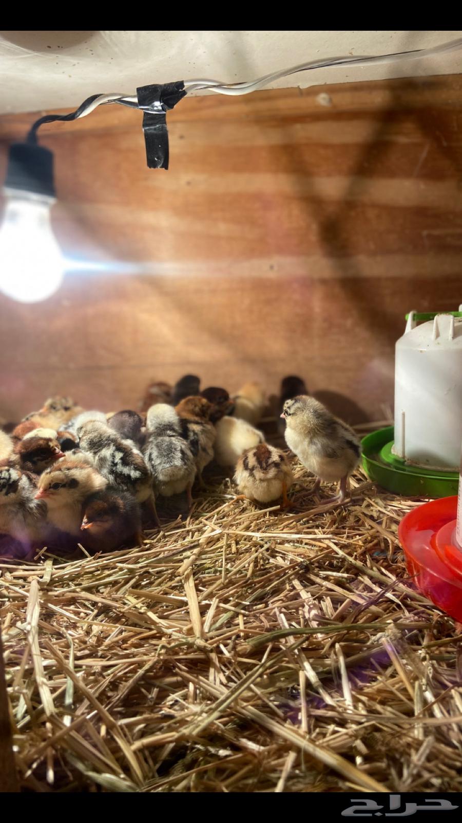 Fayoumi and local chicken chicks, location: Taima63253202608131111