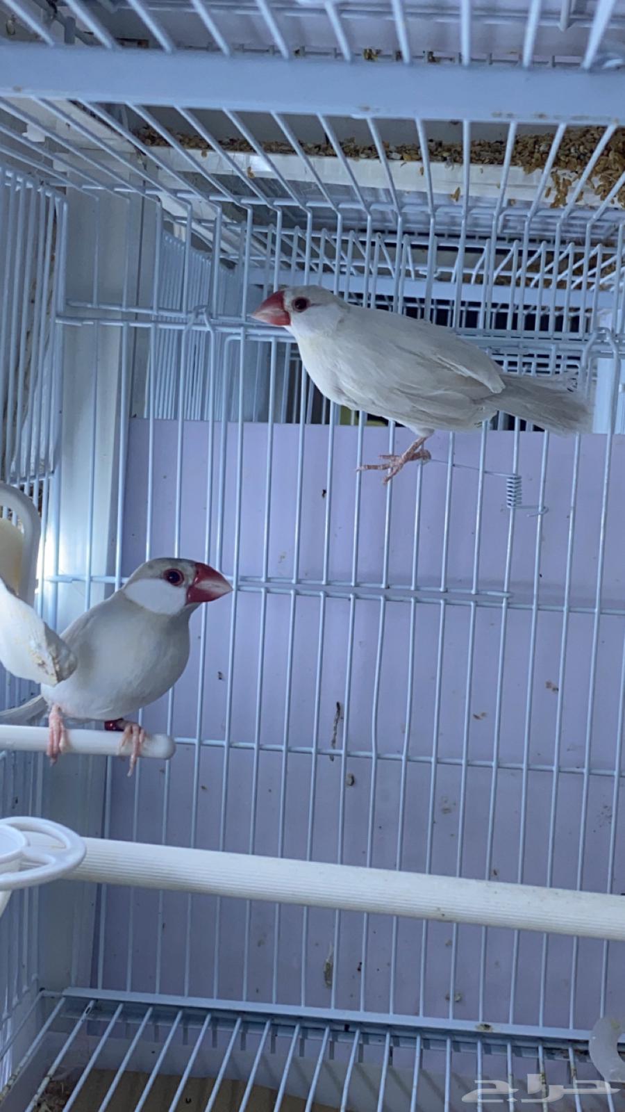 For sale, Dale walnut with red eyes63254205641857111