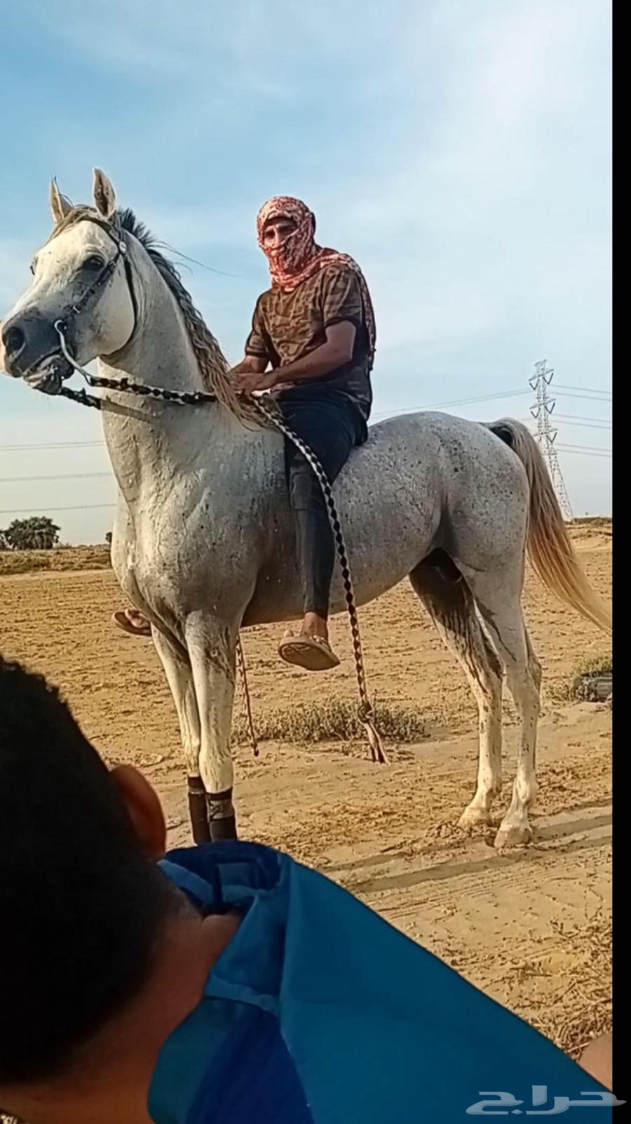 حصان عربي بدون اوراق63252649177089111