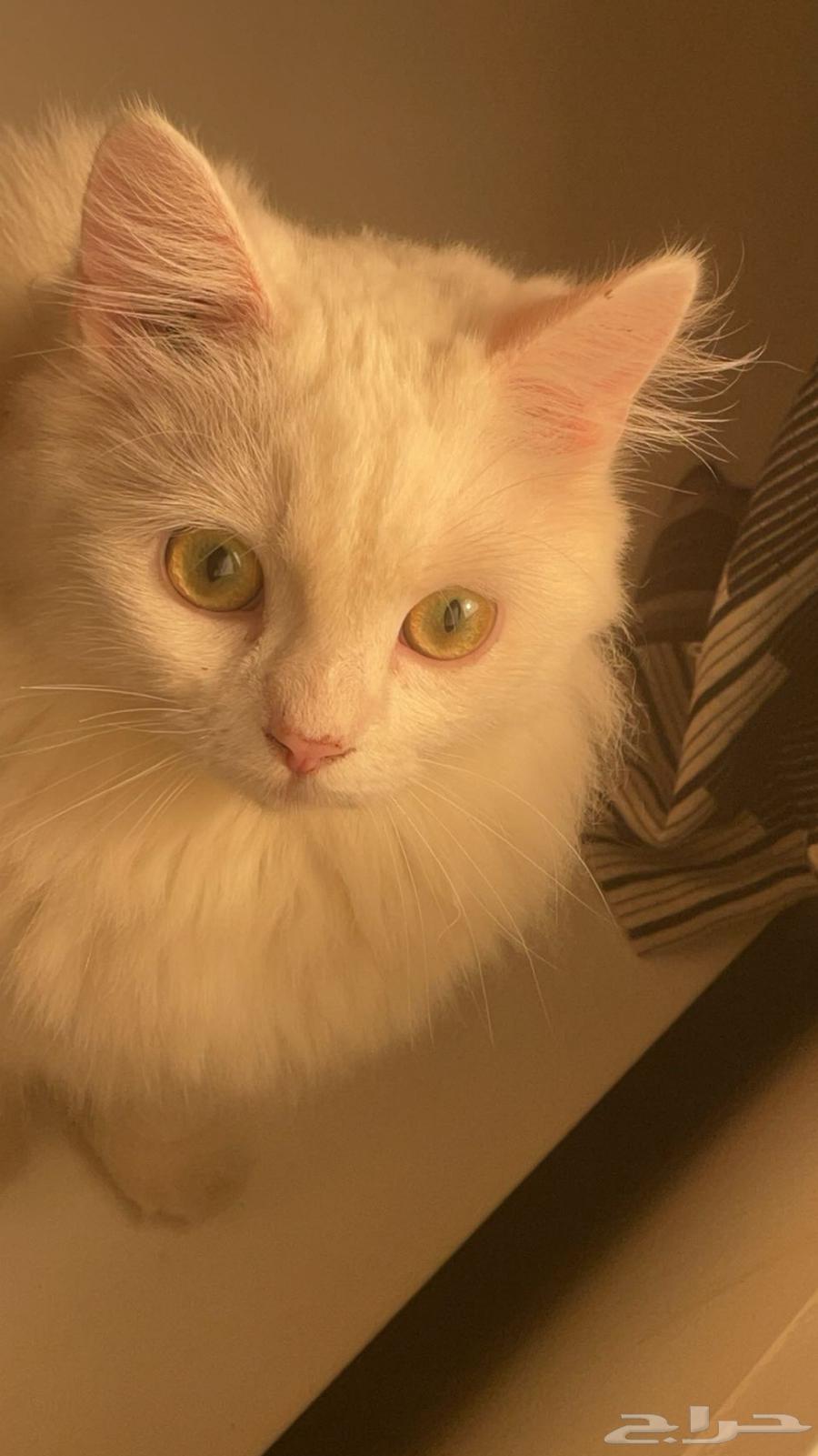 بسس للبيع63254209580161114