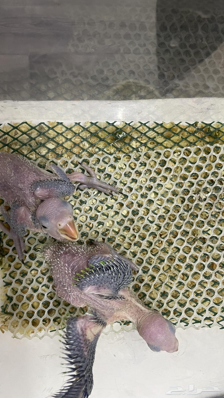 Two Indian pearls were sold63007940266113111