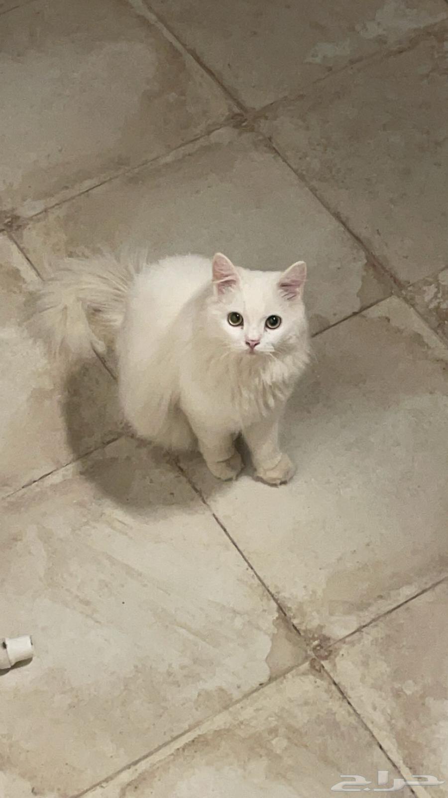 بسس للبيع63254209580161112