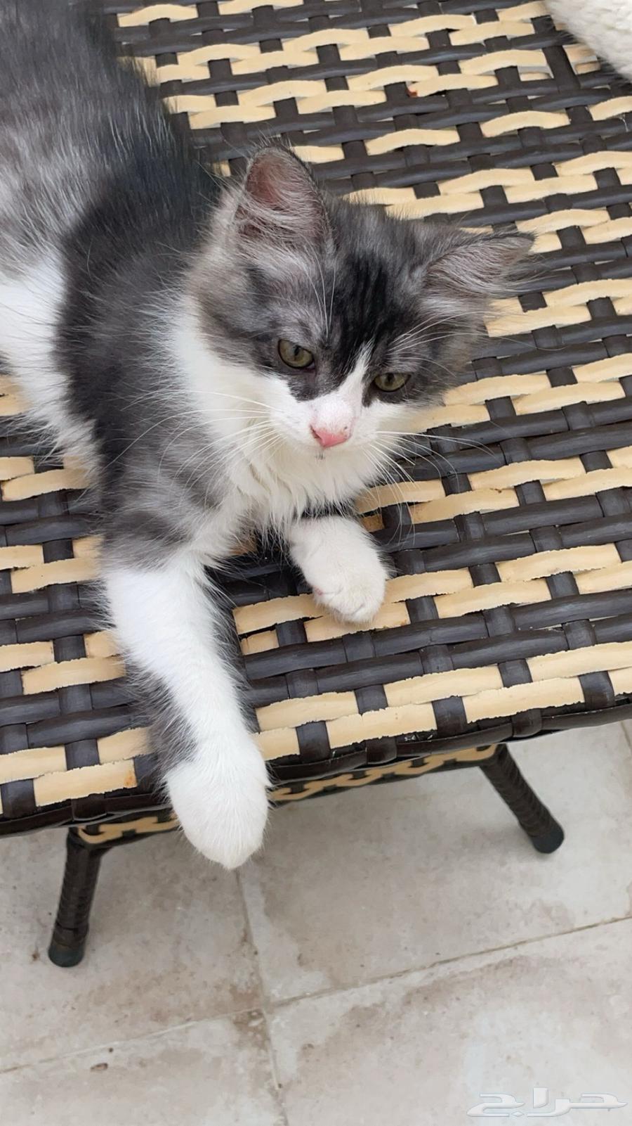 بسس للبيع63254209580161113