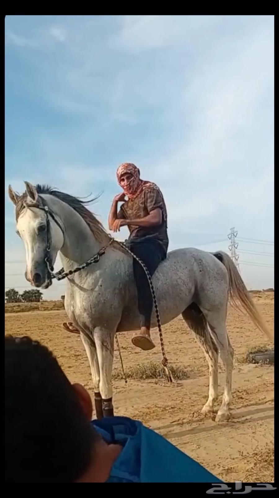 حصان عربي بدون اوراق63252649177089111