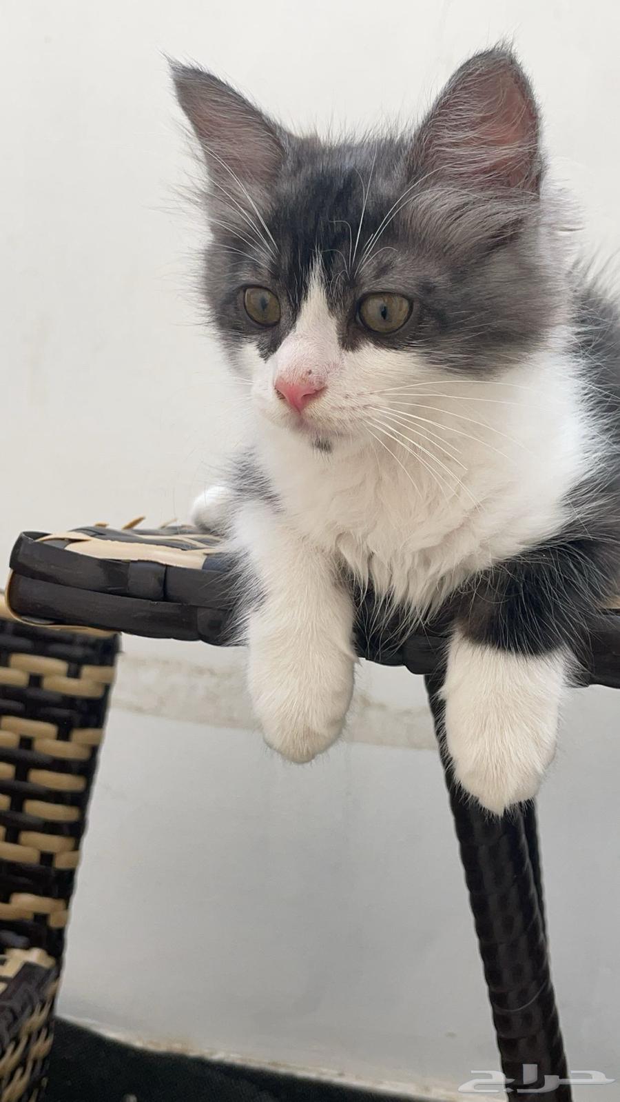 بسس للبيع63254209580161111