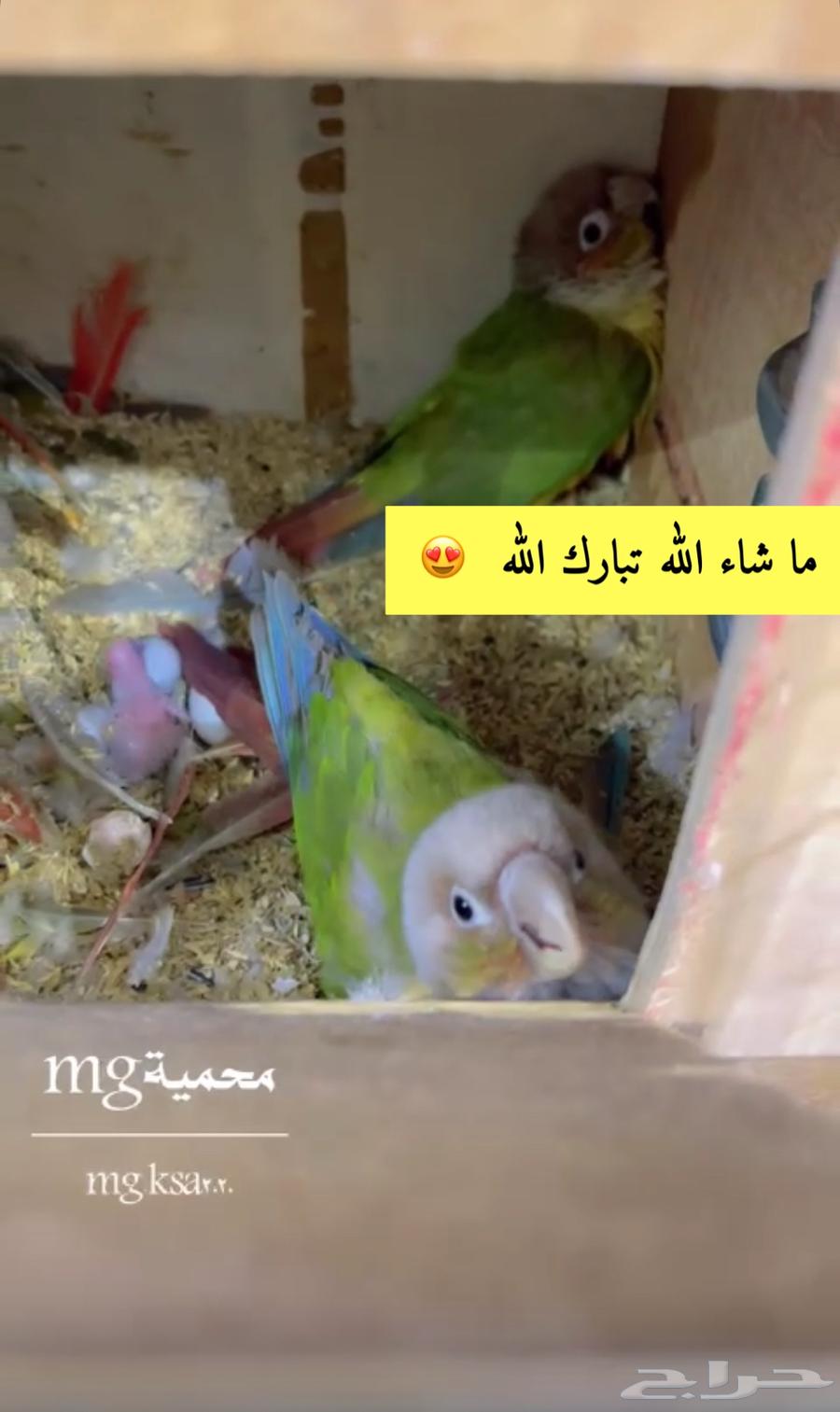 زوج كنيور منتج63254739882369111