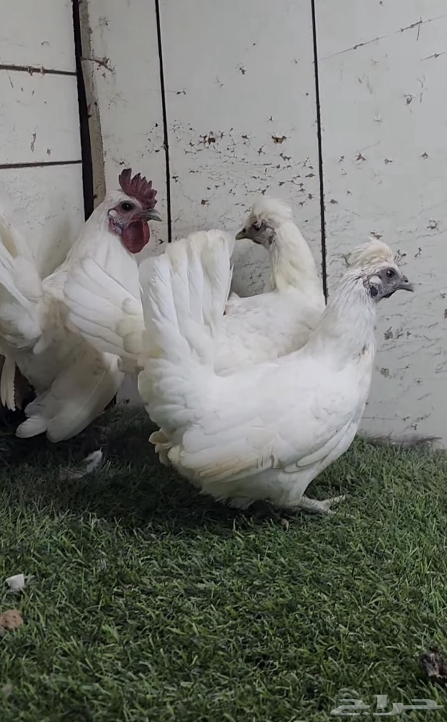 No, the people of rarities are not Arabic chickens (sold).63253712021889110