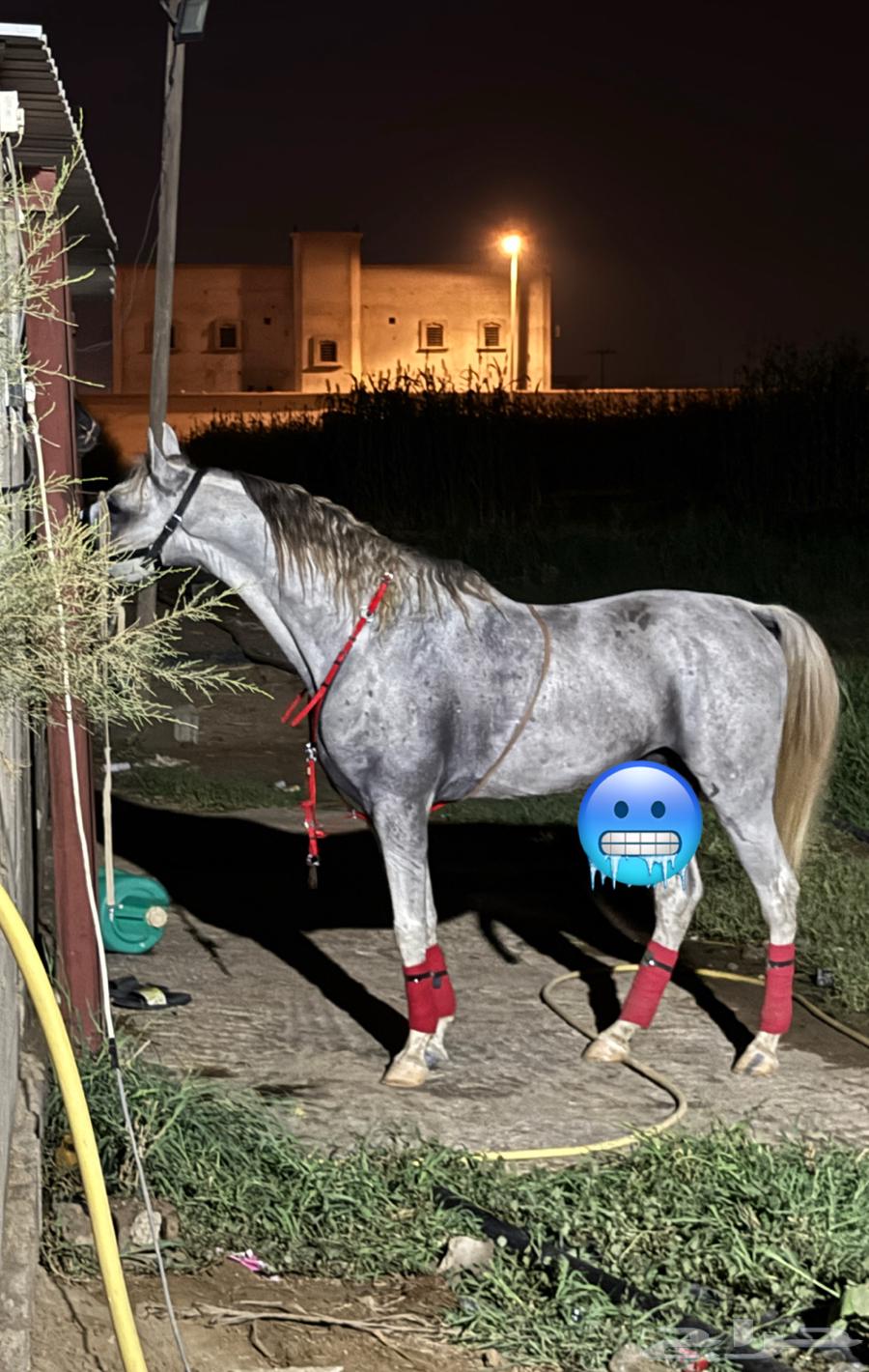 حصان عربي بدون اوراق63252649177089112