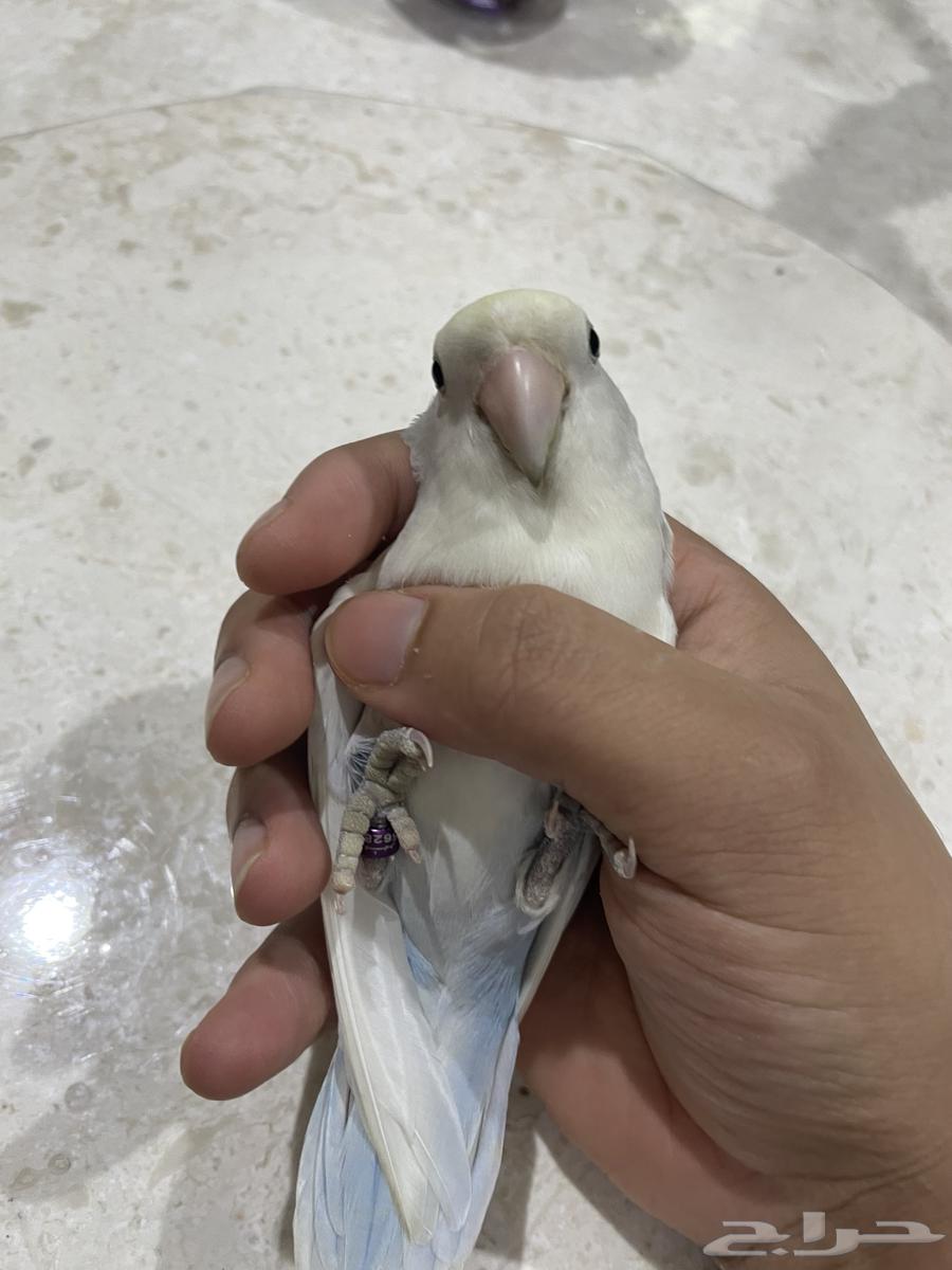 روز63257345861122112