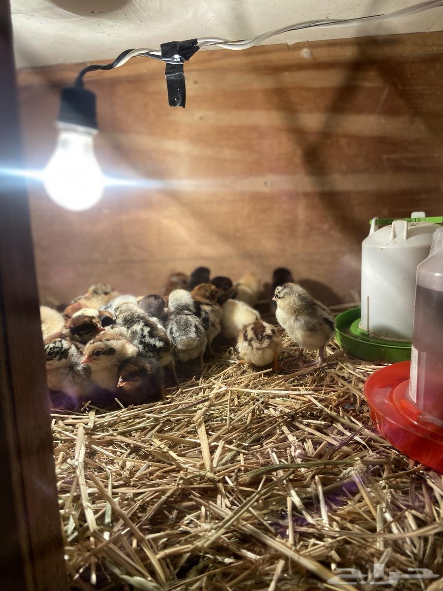 Fayoumi and local chicken chicks, location: Taima63253202608131112