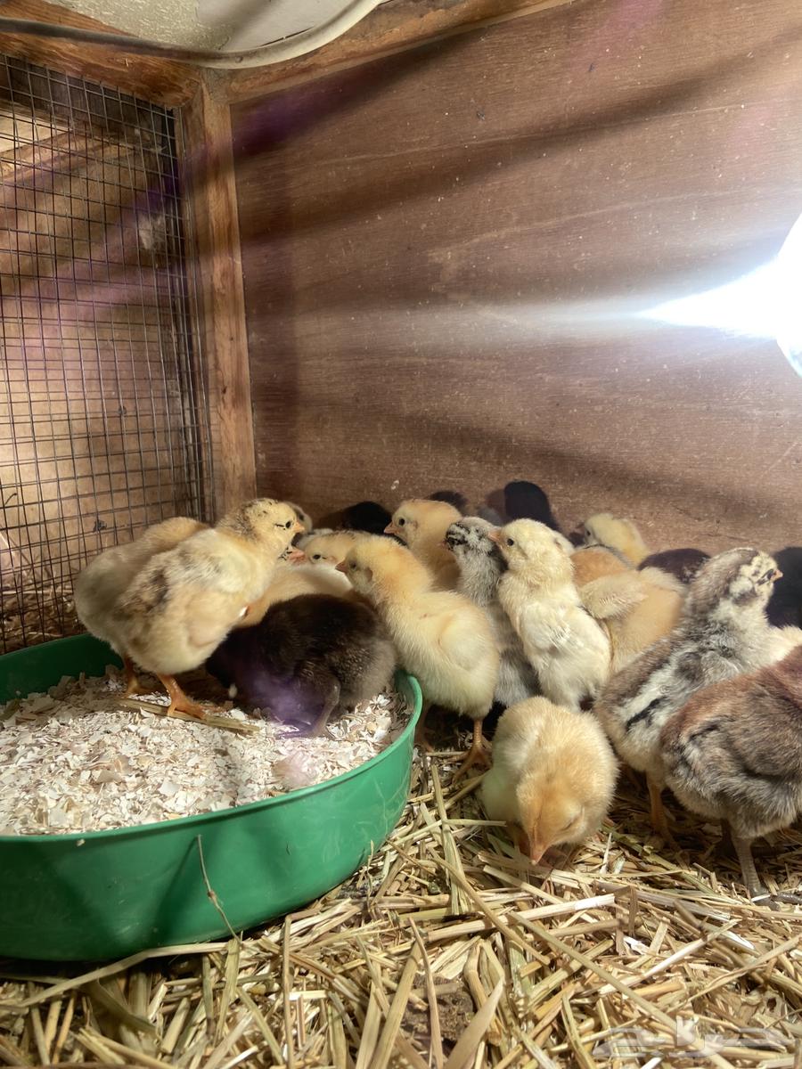 Fayoumi and local chicken chicks, location: Taima63253202608131114