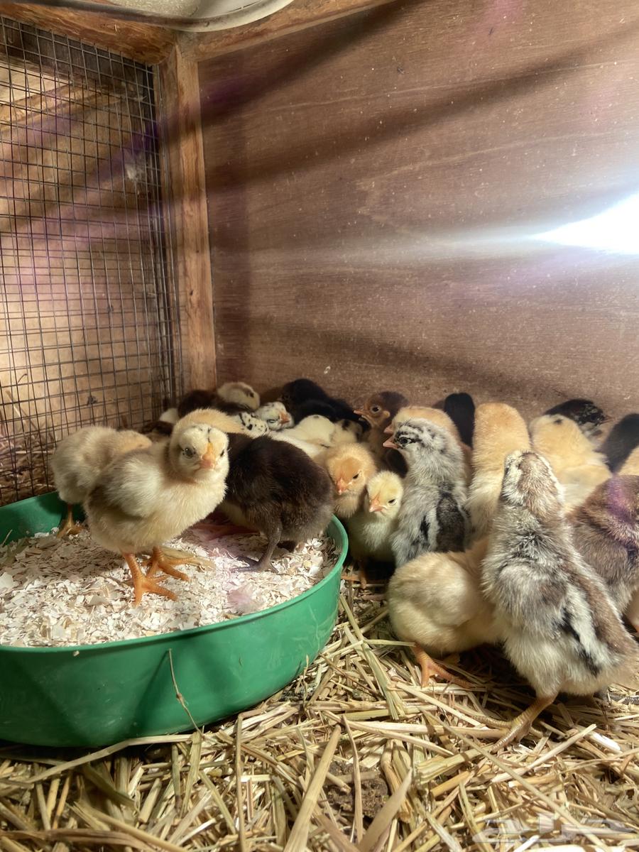 Fayoumi and local chicken chicks, location: Taima63253202608131113