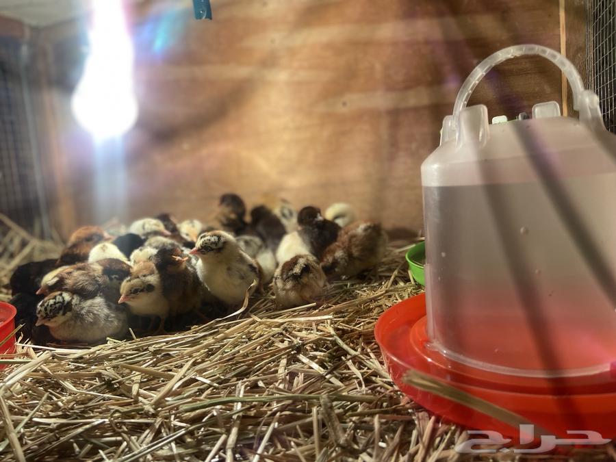 Fayoumi and local chicken chicks, location: Taima632532026081311114