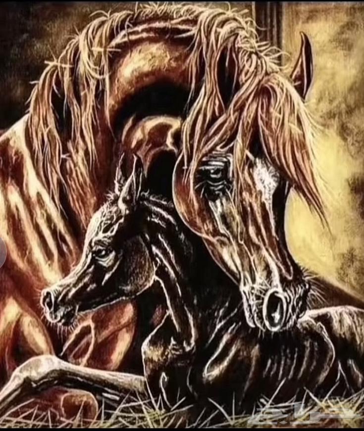 ايواء خيل بوايك632536981708831110