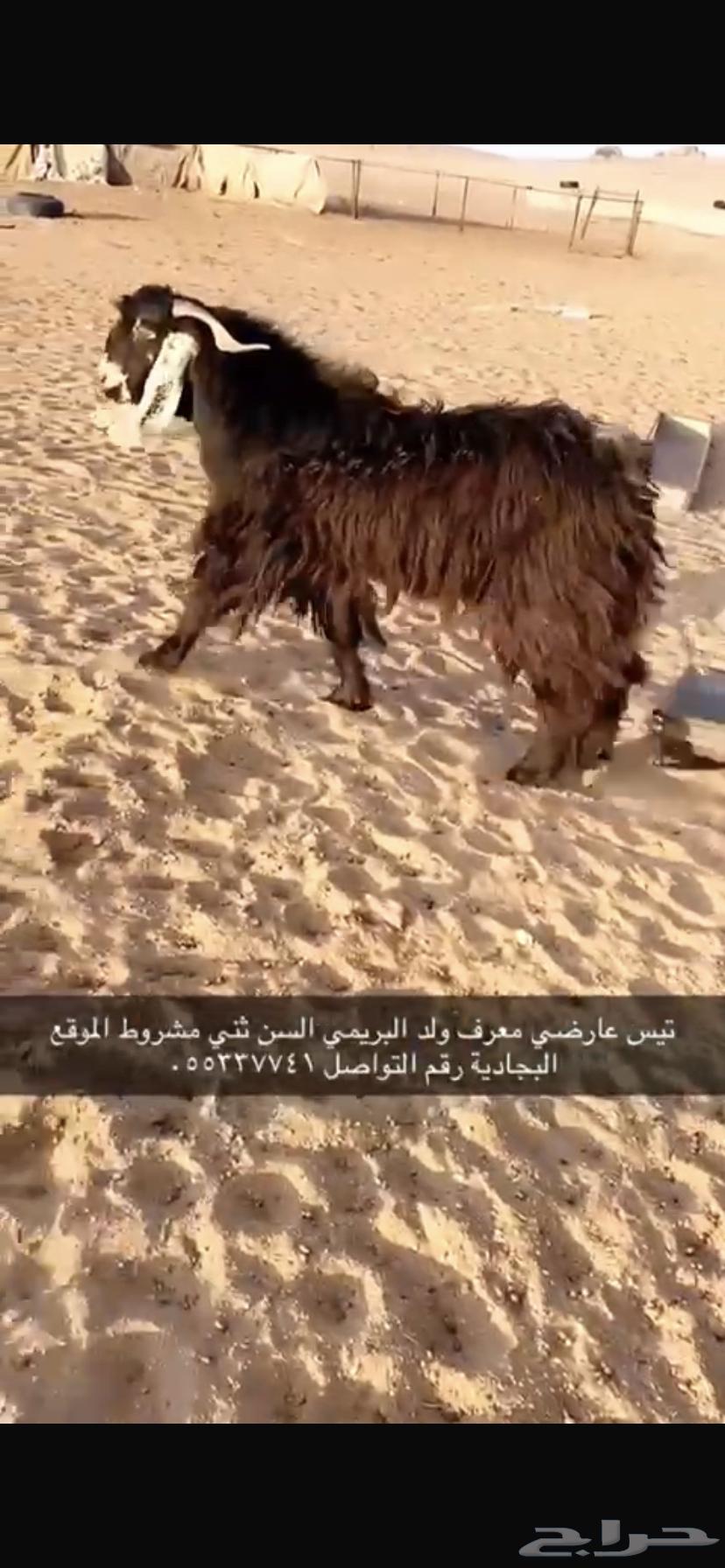 Goat for sale, born in Al-Buraimi, male63253725991810111