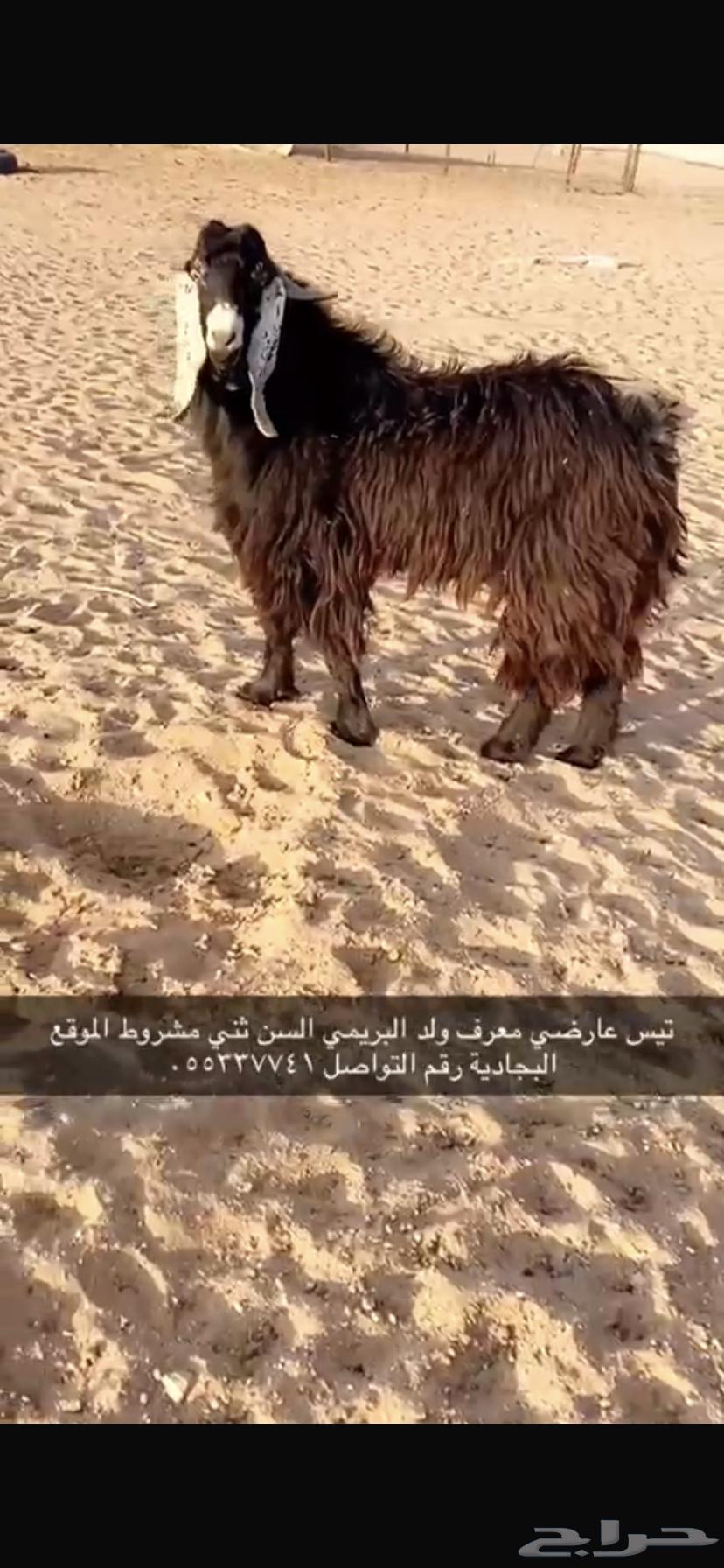 Goat for sale, born in Al-Buraimi, male63253725991810110