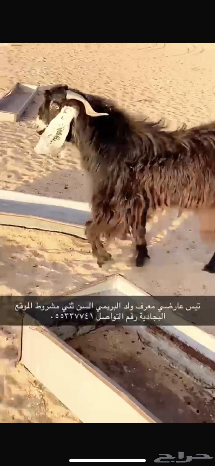 Goat for sale, born in Al-Buraimi, male63253725991810112
