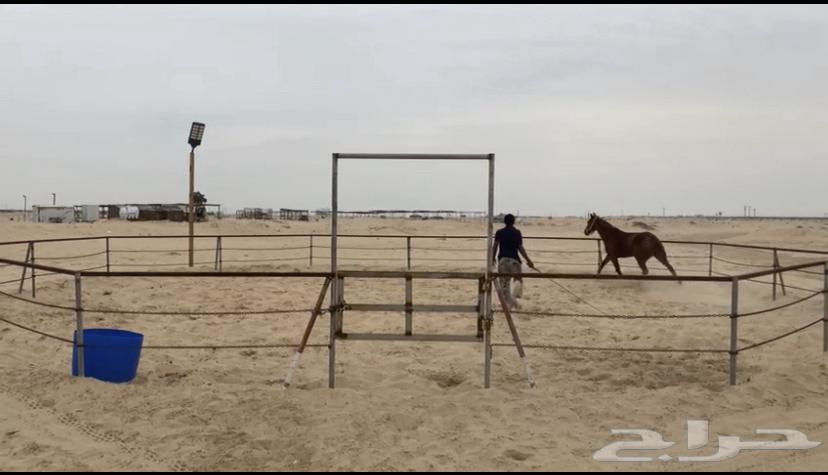 ايواء خيل بوايك63253698170883112