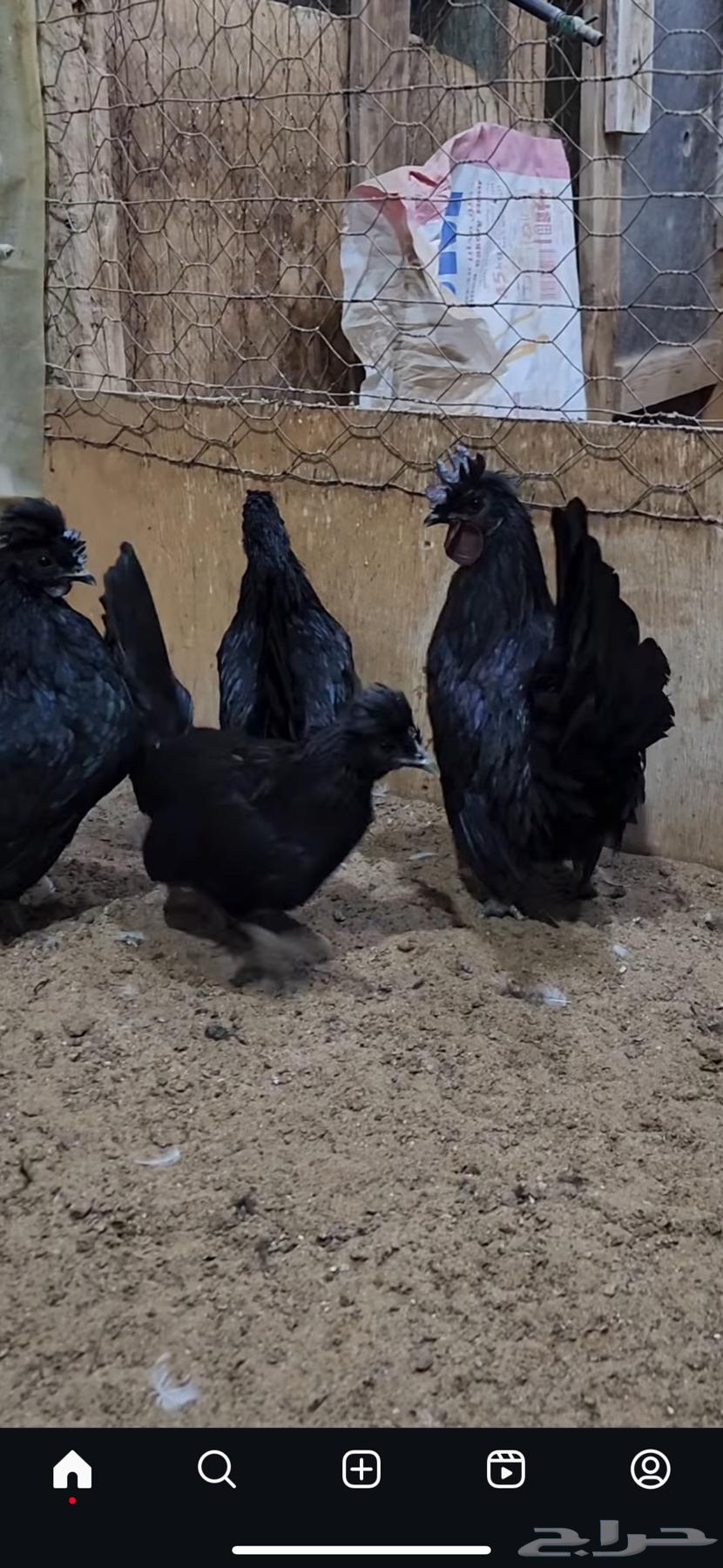 No, the people of rarities are not Arabic chickens (sold).63253712021889111