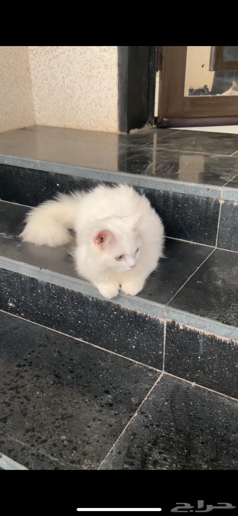 بسس للبيع63254209580161113