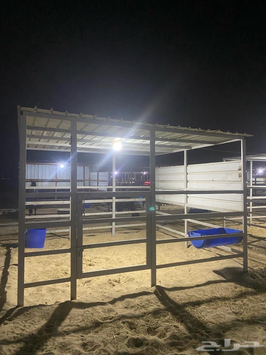 ايواء خيل بوايك63253698170883113