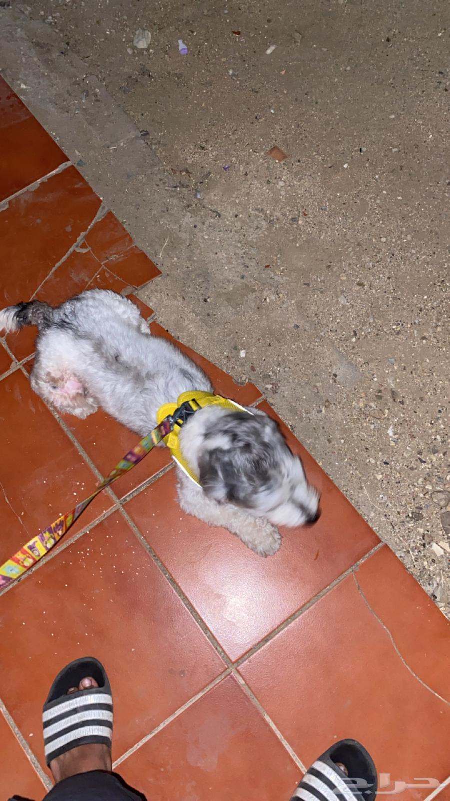 A female dog that loves to play a lot and is very smart for sale63249996137730112