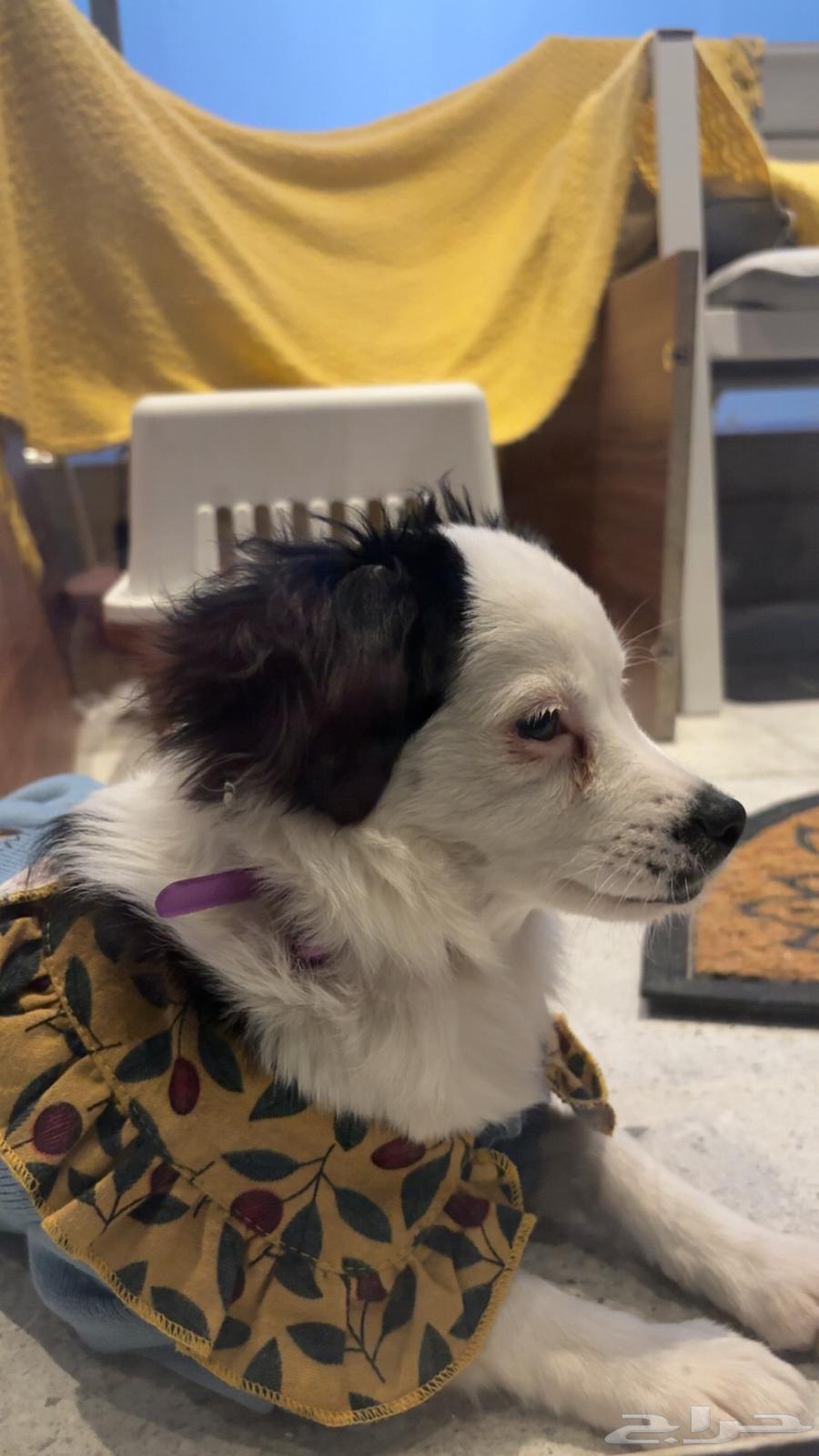 dog63251578053761111