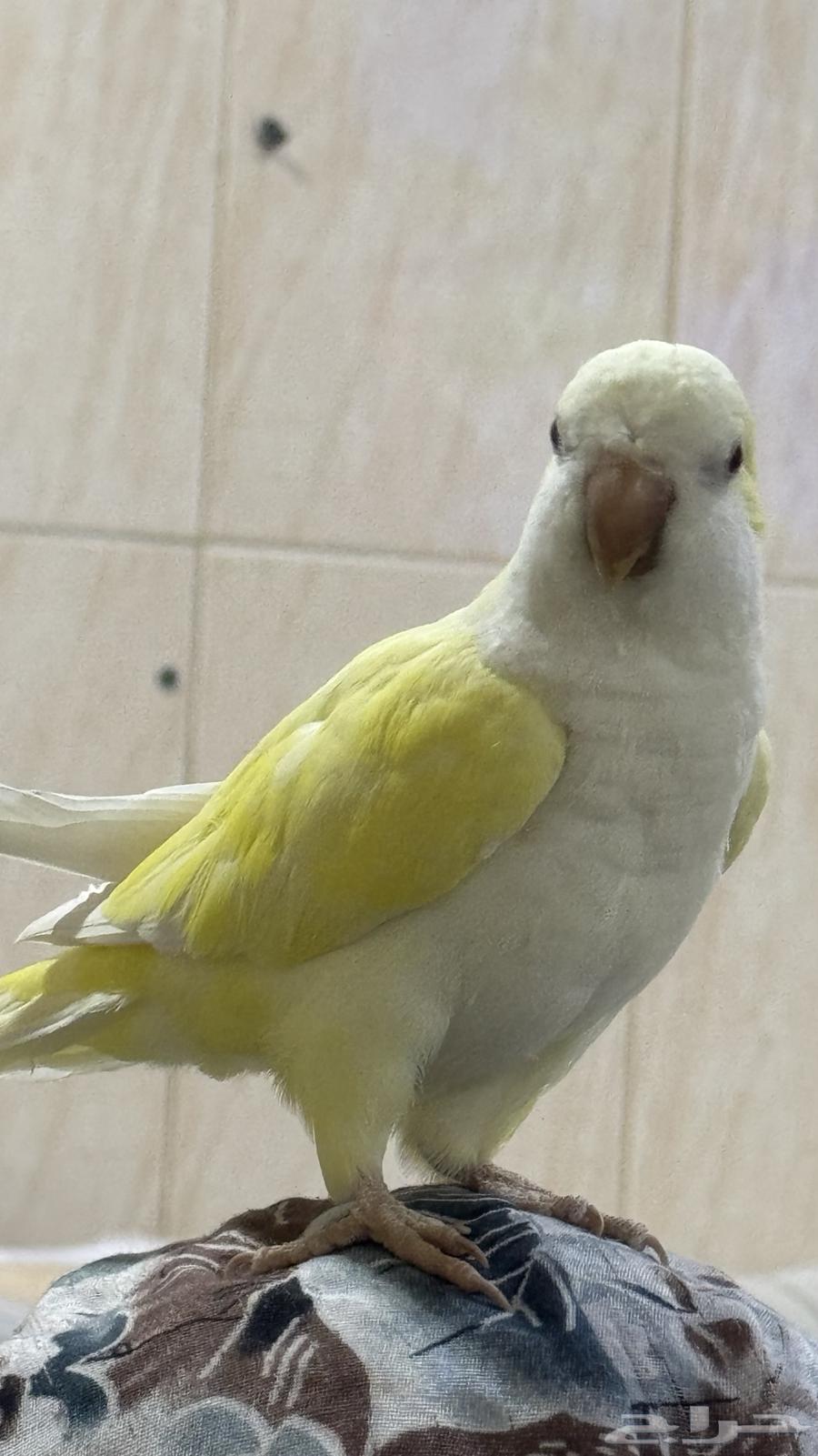 Quaker63254237719553111