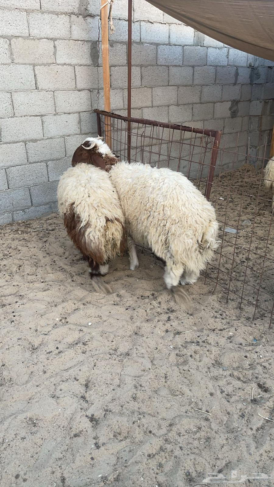 خرفان نعيم بلدي632515852944651114