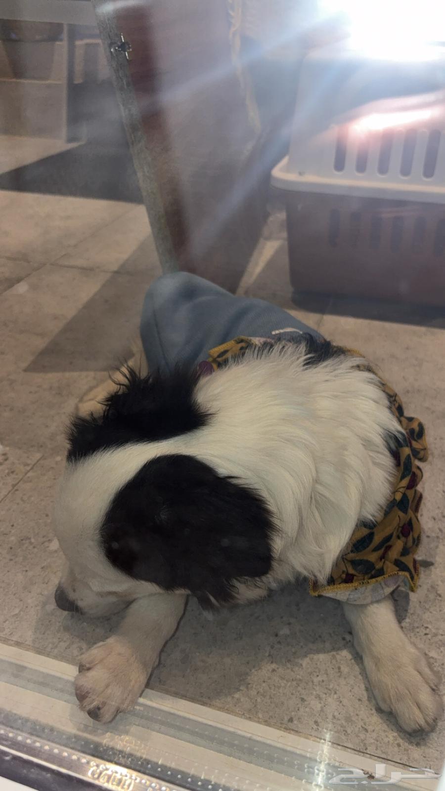 dog63251578053761112