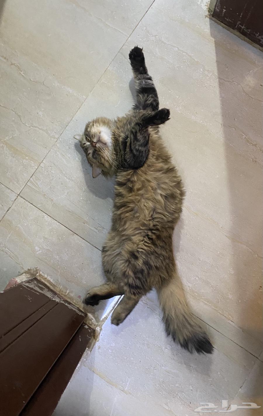 قط شيرازي للتبني63252163833473112