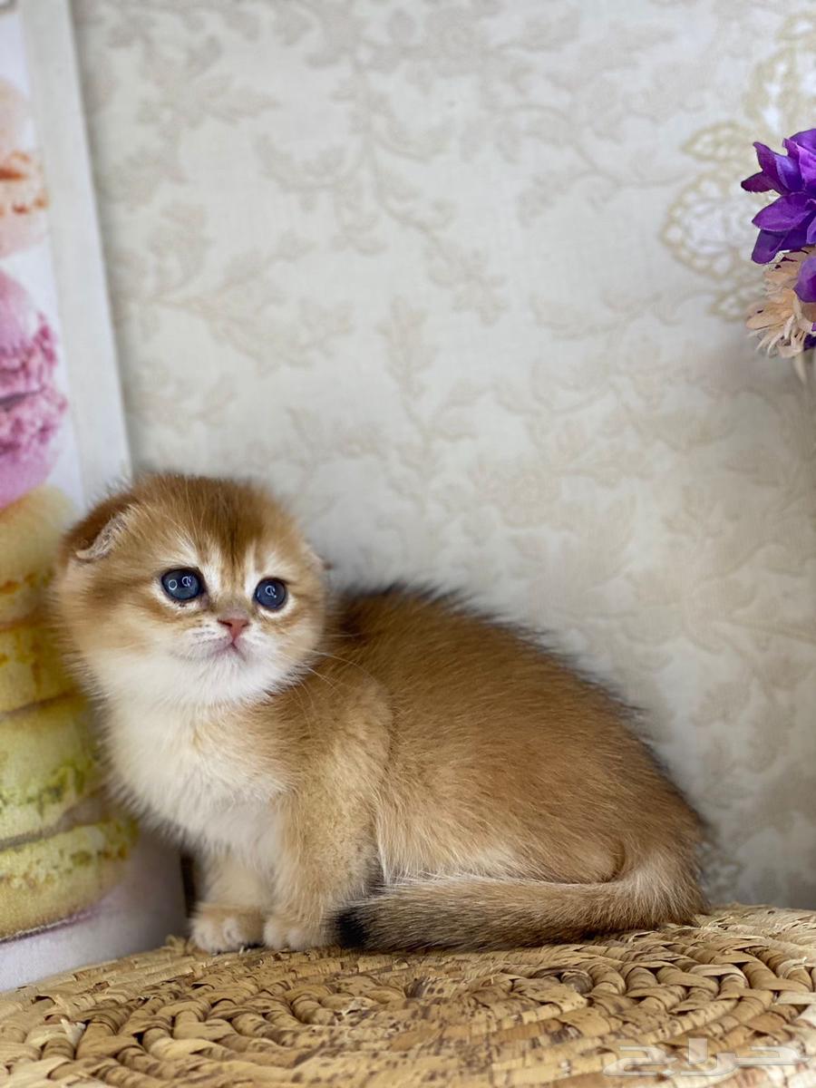 Cute cat, cat, cat, kittens, kittens, cat, British Shorthair, Scottish Fold, golden, silver63251601120129111