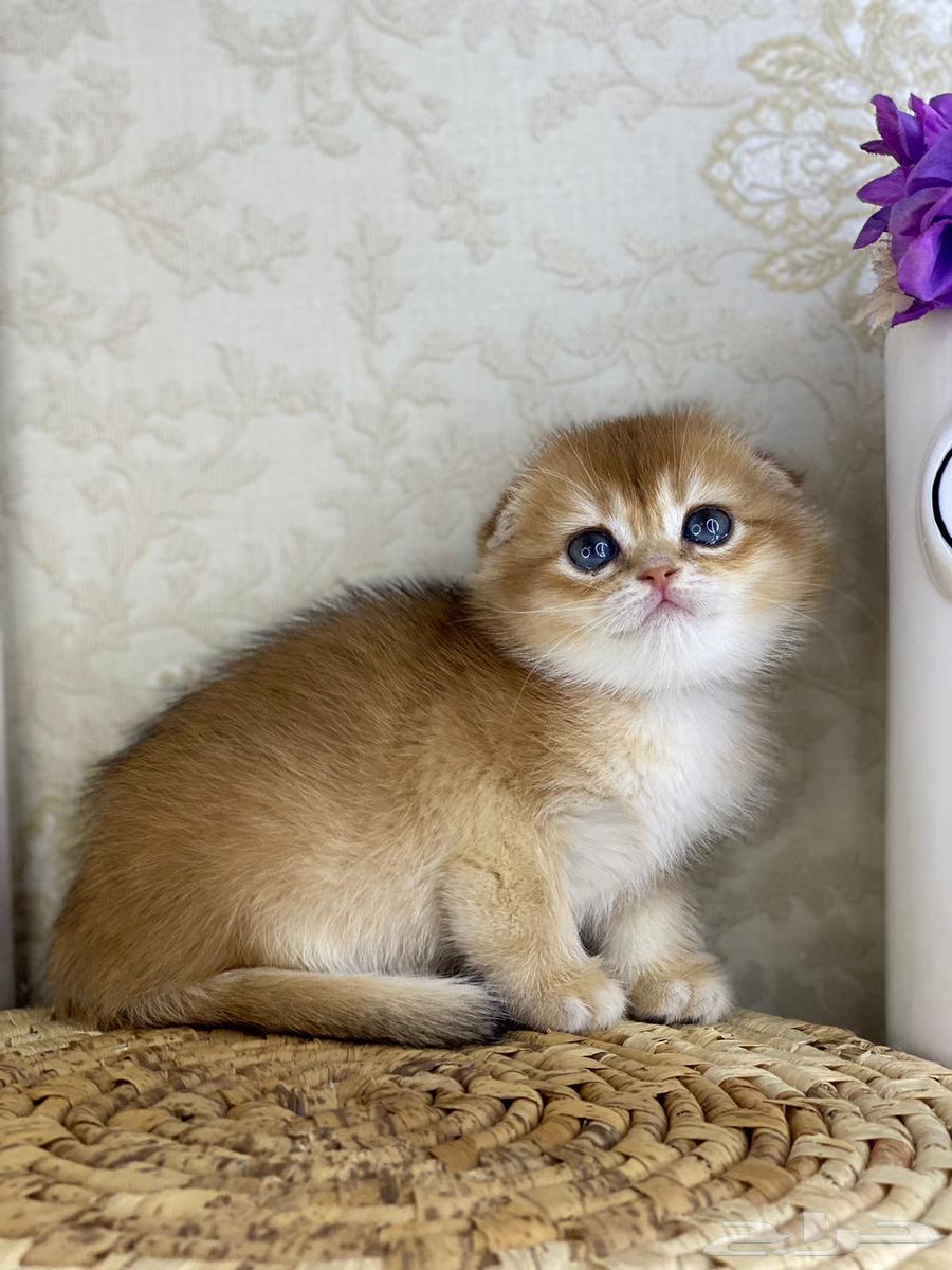 Cute cat, cat, cat, kittens, kittens, cat, British Shorthair, Scottish Fold, golden, silver632516011201291114