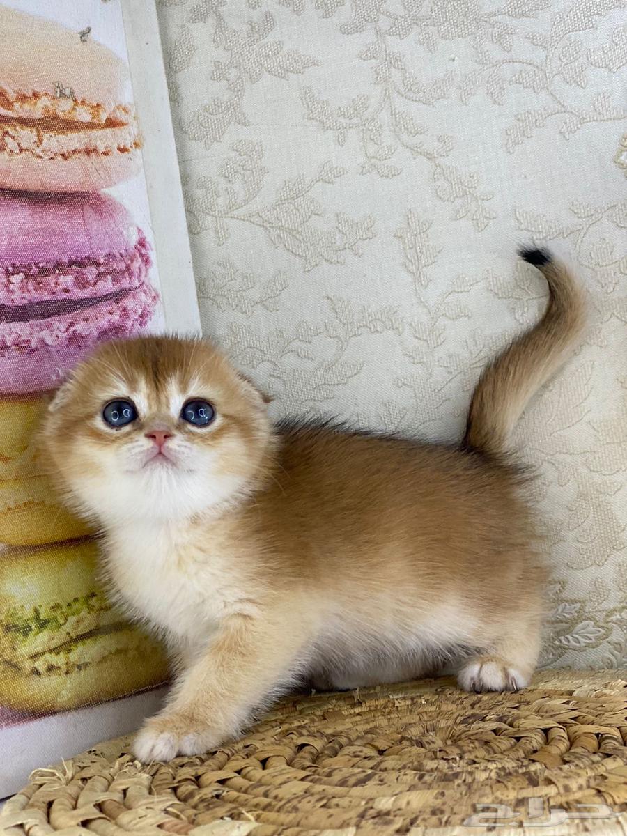Cute cat, cat, cat, kittens, kittens, cat, British Shorthair, Scottish Fold, golden, silver63251601120129112