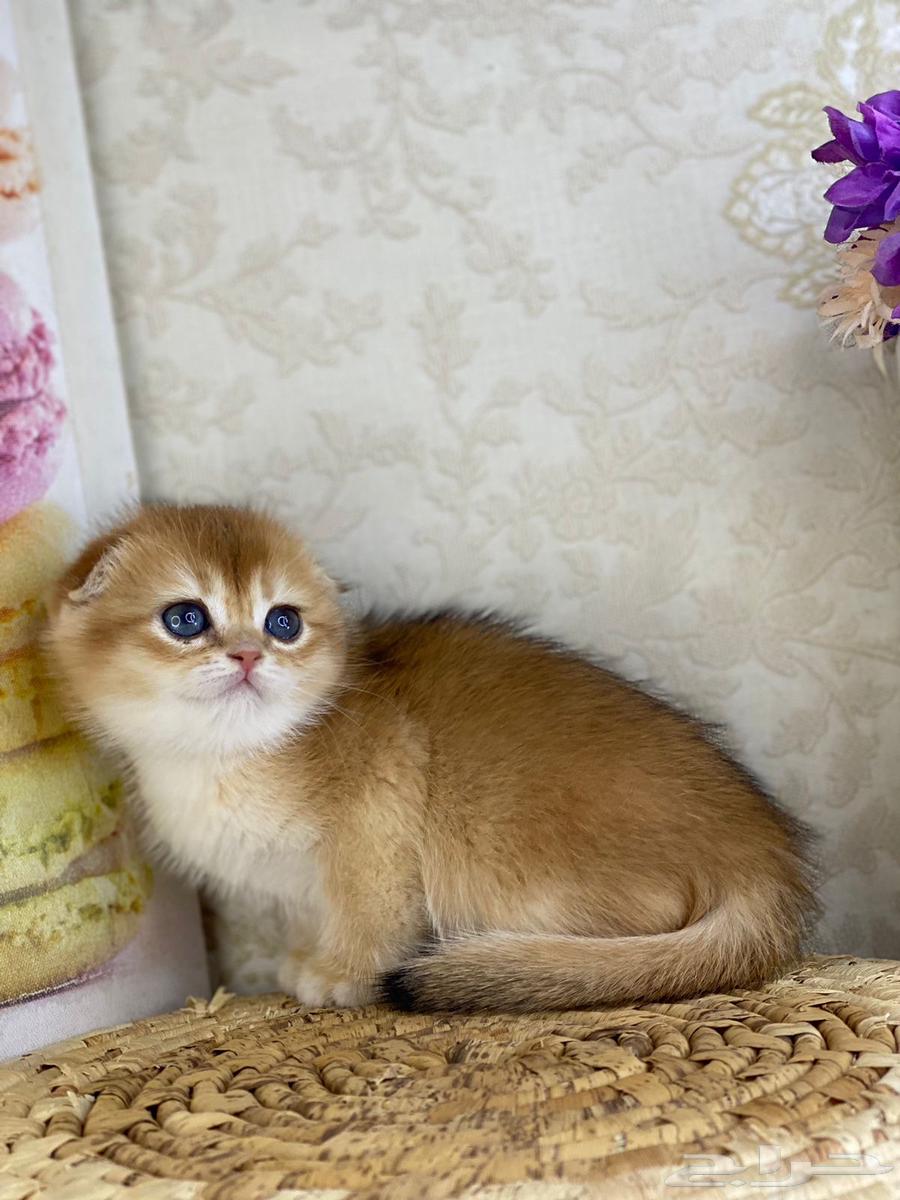 Cute cat, cat, cat, kittens, kittens, cat, British Shorthair, Scottish Fold, golden, silver63251601120129113