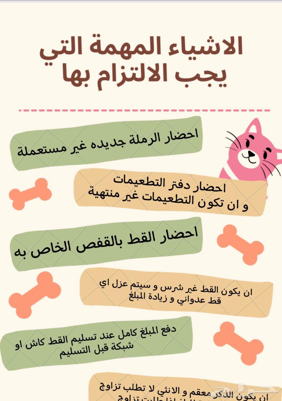 Cat Hotel in Dammam and Khobar632521539720991113