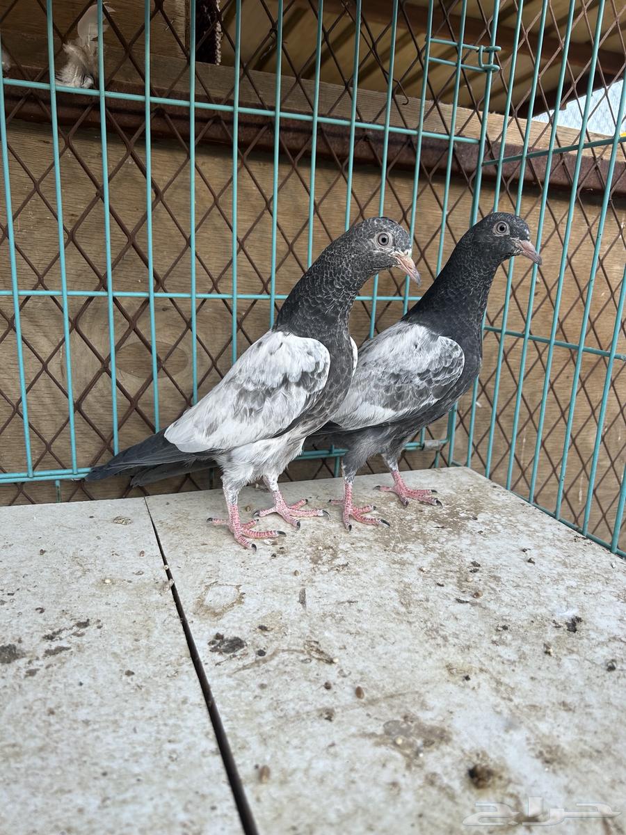 Pakistani bath. Sold63617888388227112