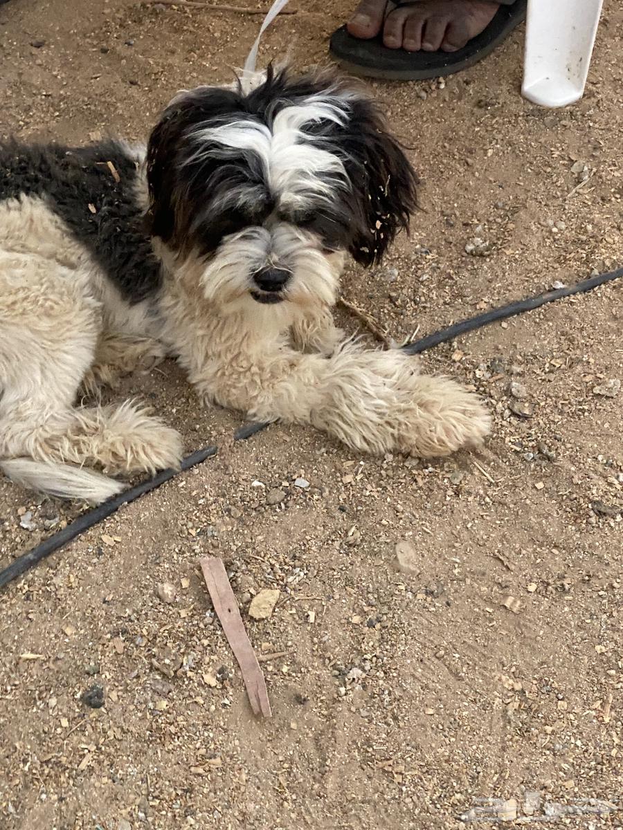 Shih Tzu dog63252679836545111