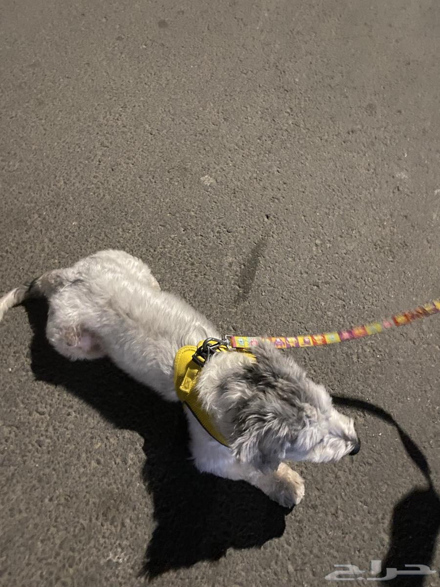 A female dog that loves to play a lot and is very smart for sale63249996137730113