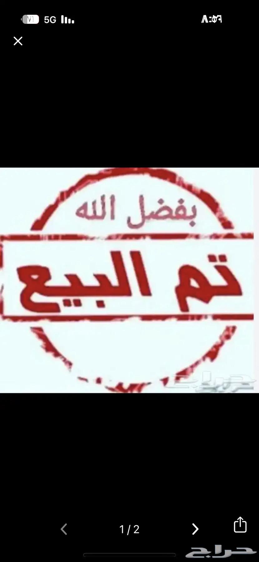 ديك شامو الماني ( تم البيع )632637725035551129