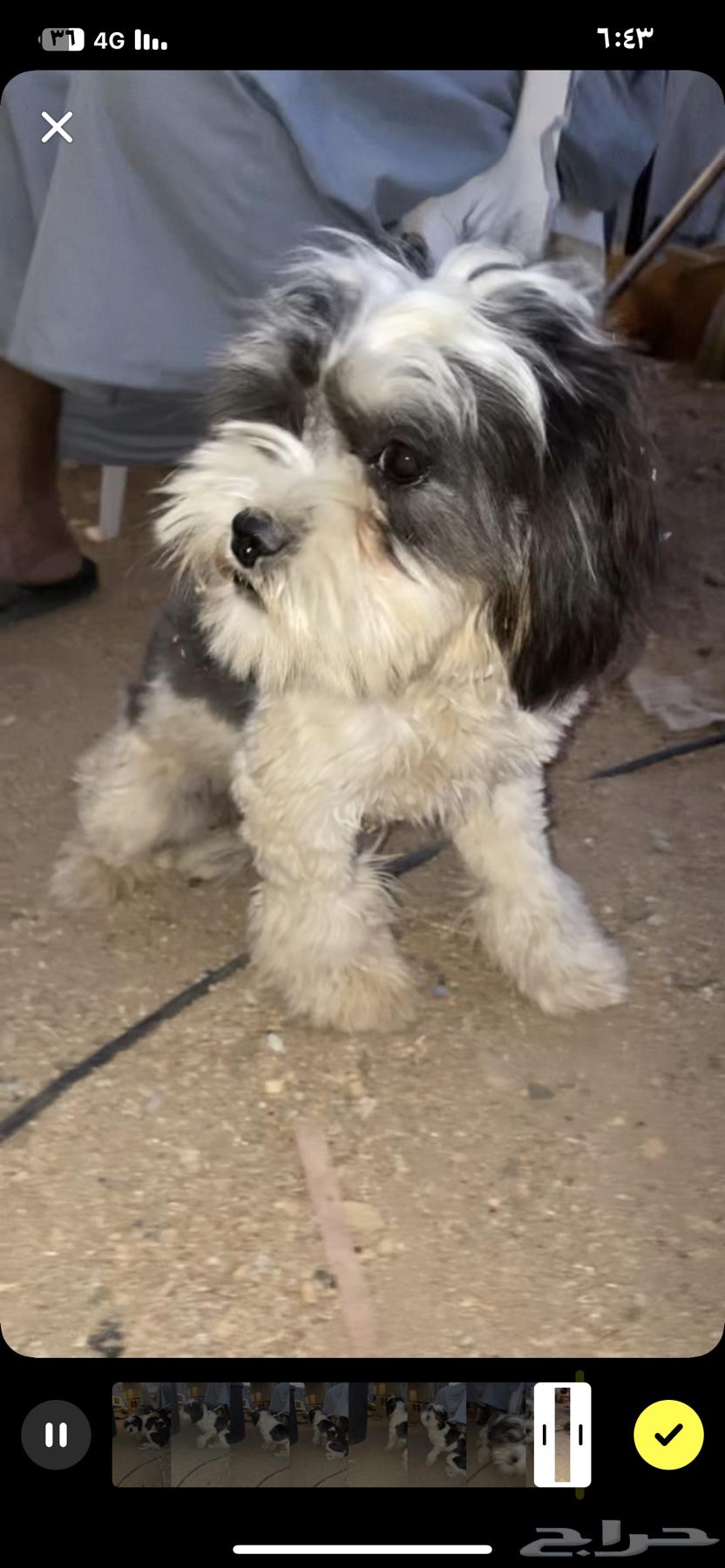 Shih Tzu dog63252679836545112